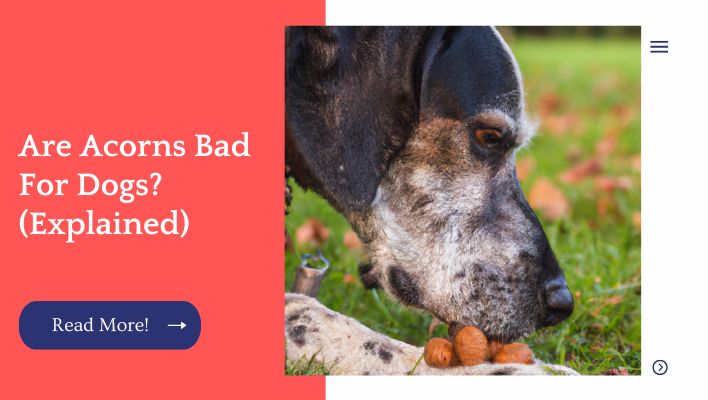 Are Acorns Bad For Dogs? (Explained)