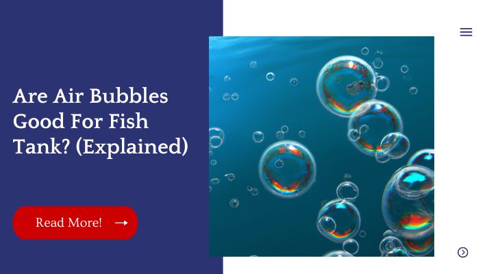 Are Air Bubbles Good For Fish Tank? (Explained)