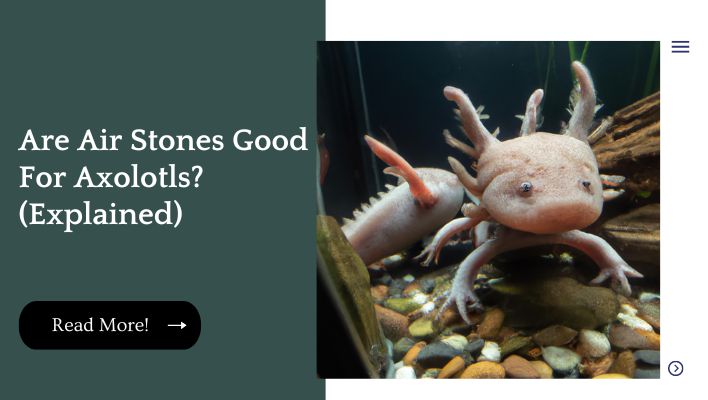 Are Air Stones Good For Axolotls? (Explained)