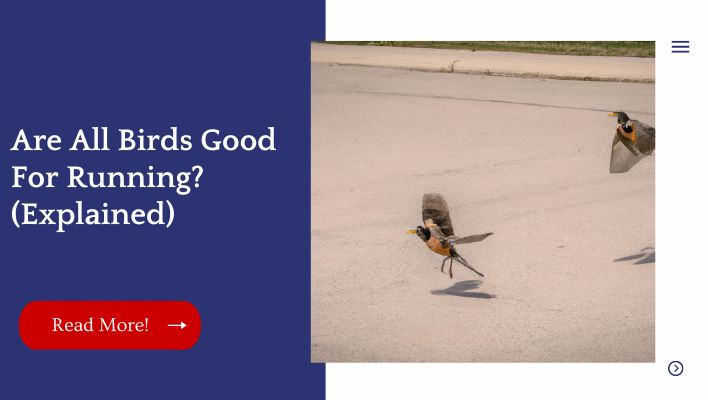 Are All Birds Good For Running? (Explained)