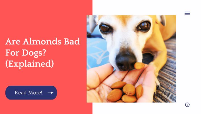 Are Almonds Bad For Dogs? (Explained)