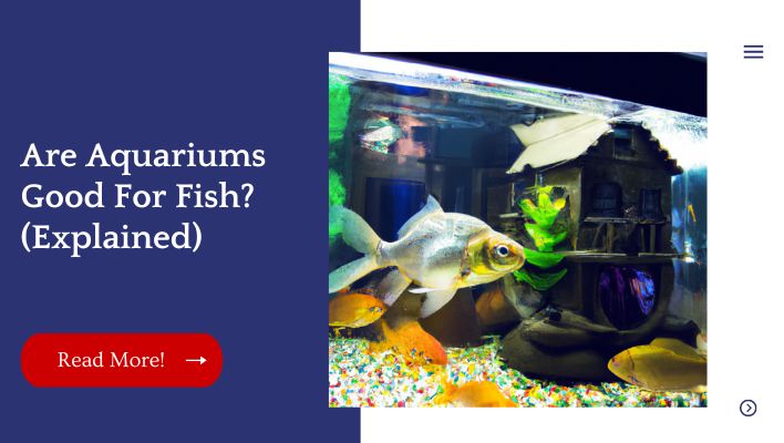 Are Aquariums Good For Fish? (Explained)