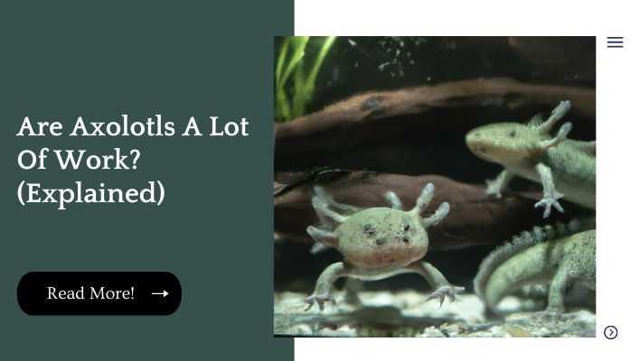 Are Axolotls A Lot Of Work? (Explained)