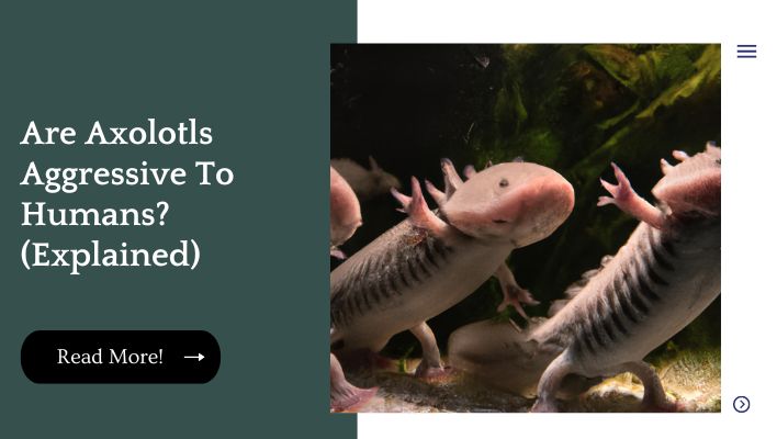 Axolotls