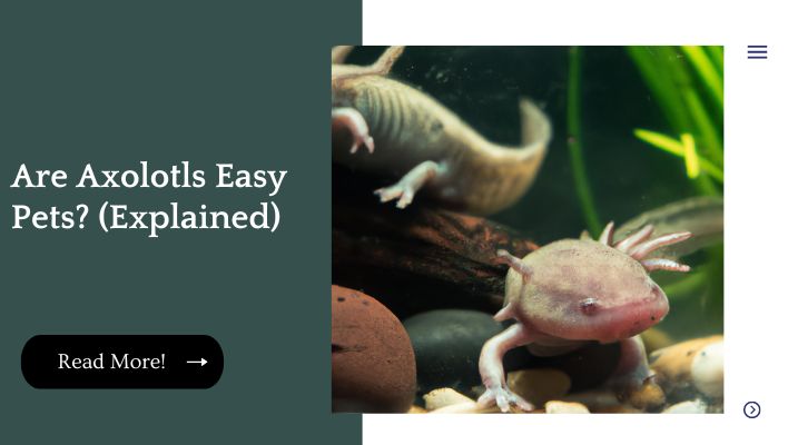 Are Axolotls Easy Pets? (Explained)