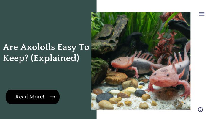 Are Axolotls Easy To Keep? (Explained)