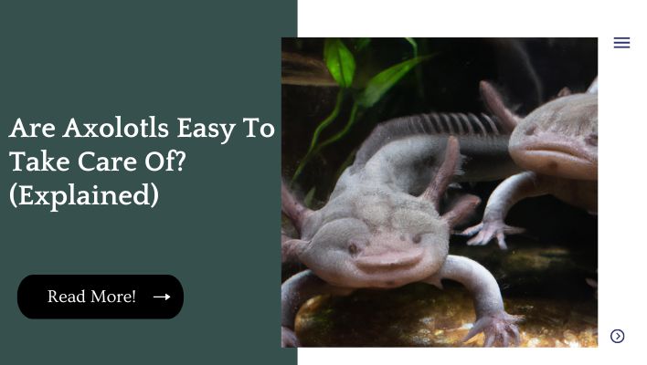 Are Axolotls Easy To Take Care Of? (Explained)