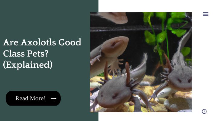 Are Axolotls Good Class Pets? (Explained)