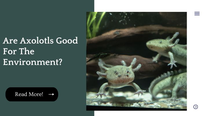 Are Axolotls Good For The Environment? 