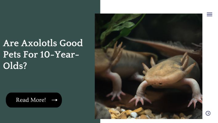 Are Axolotls Good Pets For 10-Year-Olds?