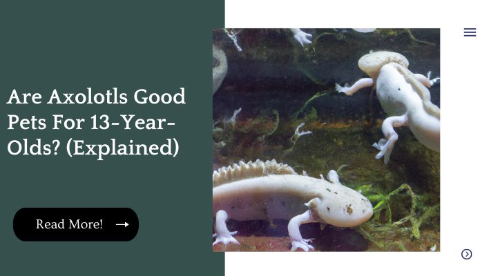 Are Axolotls Good Pets For 13-Year-Olds? (Explained)