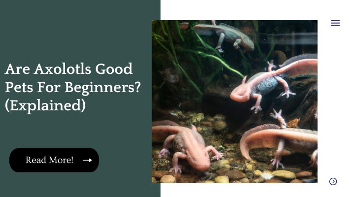 Are Axolotls Good Pets For Beginners? (Explained)