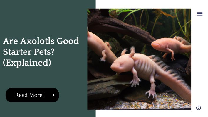 Are Axolotls Good Starter Pets? (Explained)