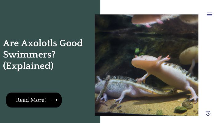 Are Axolotls Good Swimmers? (Explained)