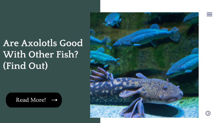 Are Axolotls Good With Other Fish? (Find Out)