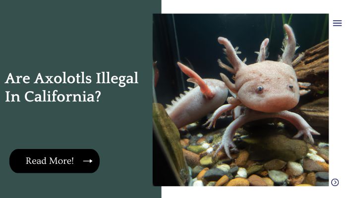 Are Axolotls Illegal In California? 