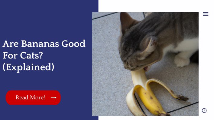 Are Bananas Good For Cats? (Explained)