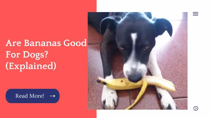 Are Bananas Good For Dogs? (Explained)