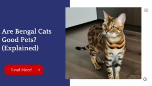 Are Bengal Cats Good Pets? (Explained) | Unified Pets