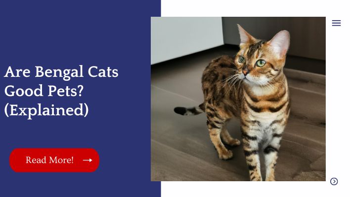 Are Bengal Cats Good Pets? (Explained)