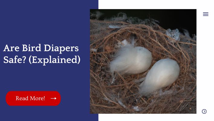 Are Bird Diapers Safe? (Explained)