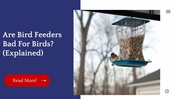 Are Bird Feeders Bad For Birds? (Explained)