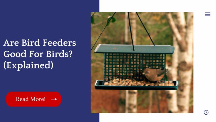 Are Bird Feeders Good For Birds? (Explained)