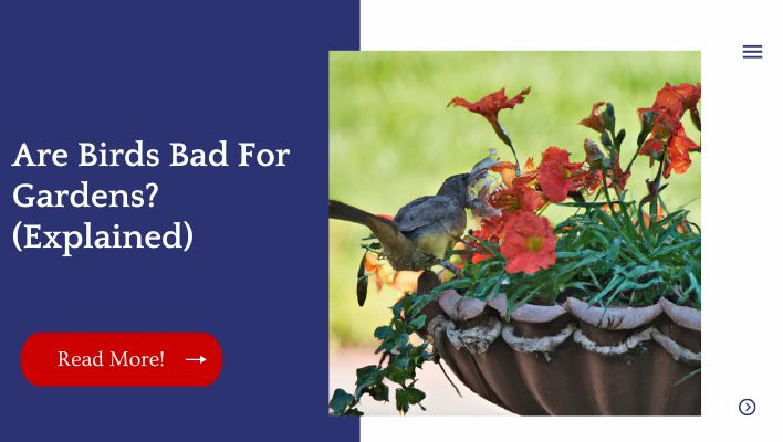 Are Birds Bad For Gardens? (Explained)