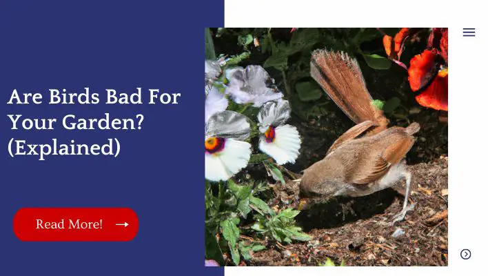 Are Birds Bad For Your Garden? (Explained)