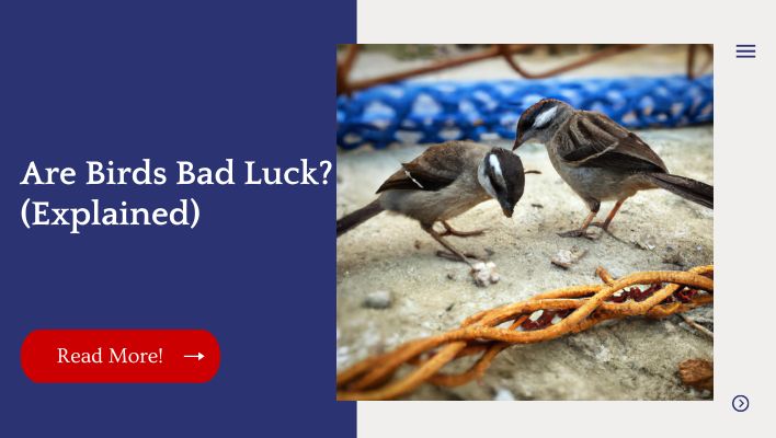 Are Birds Bad Luck? (Explained)