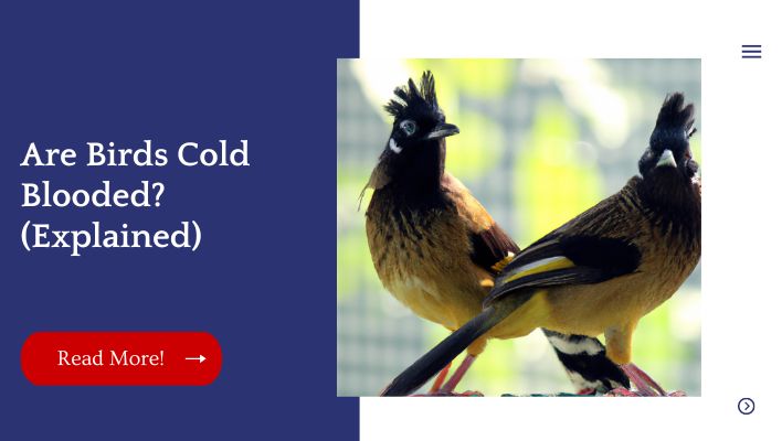 Are Birds Cold Blooded? (Explained)