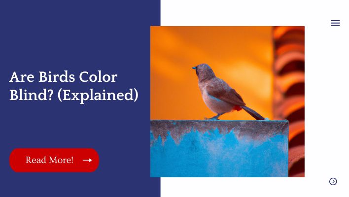 Are Birds Color Blind? (Explained)