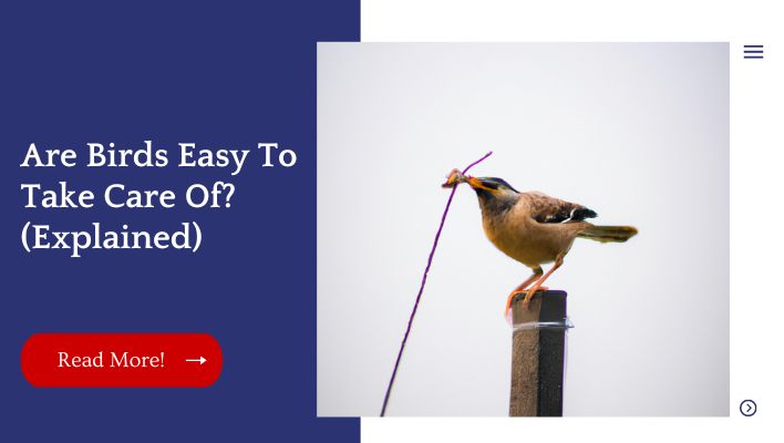 Are Birds Easy To Take Care Of? (Explained)