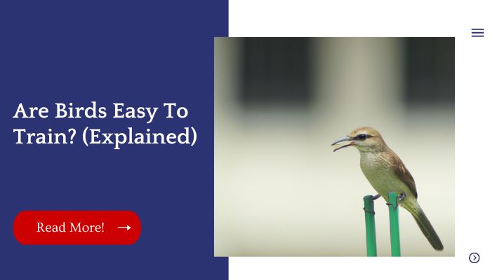 Are Birds Easy To Train? (Explained)