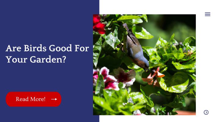 Are Birds Good For Your Garden?