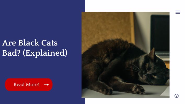 Are Black Cats Bad? (Explained) | Unified Pets