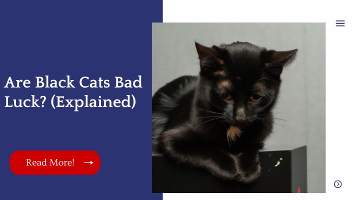 Are Black Cats Bad Luck? (Explained)