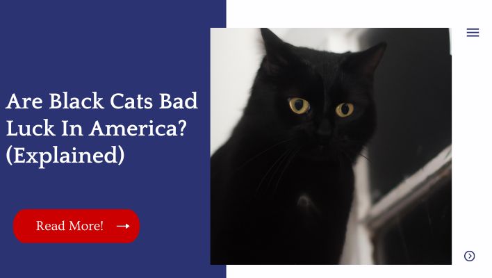 Are Black Cats Bad Luck In America? (Explained)