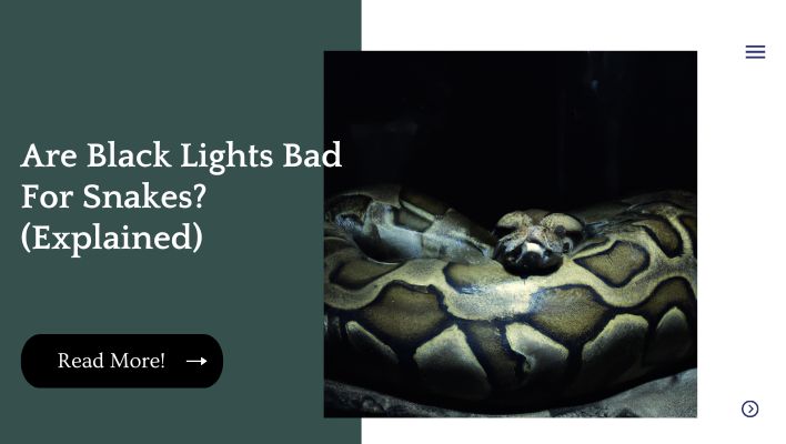 Are Black Lights Bad For Snakes? (Explained)