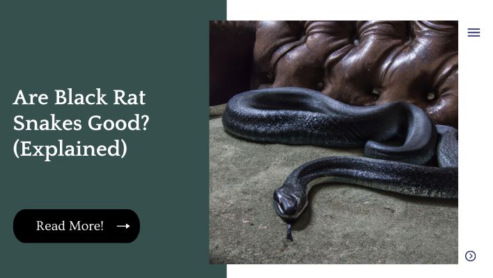 Are Black Rat Snakes Good? (Explained)