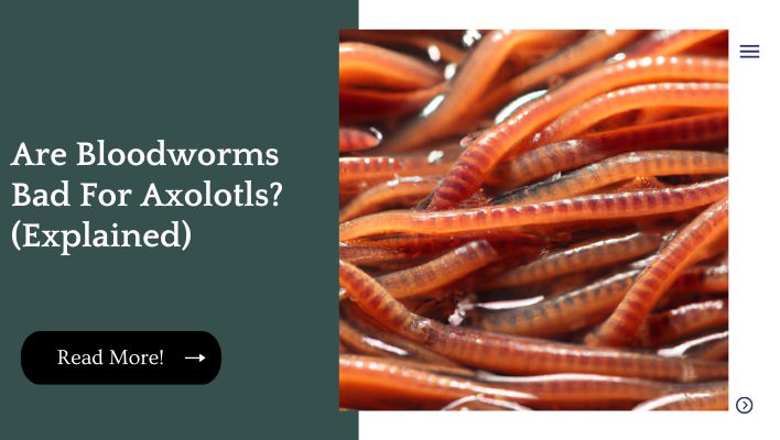 Are Bloodworms Bad For Axolotls? (Explained)