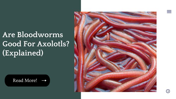 Are Bloodworms Good For Axolotls? (Explained)