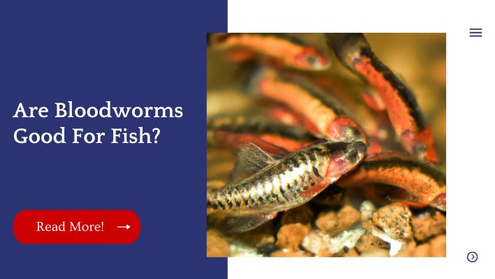 Are Bloodworms Good For Fish?