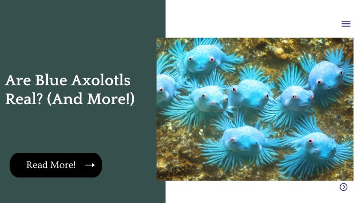realistic blue axolotls in the water, realistic image