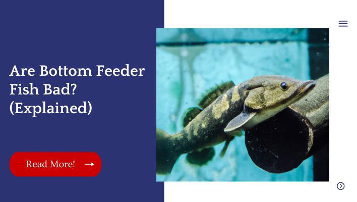 Are Bottom Feeder Fish Bad? (Explained)