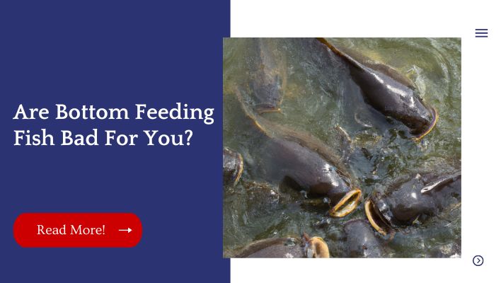 Are Bottom Feeding Fish Bad For You?