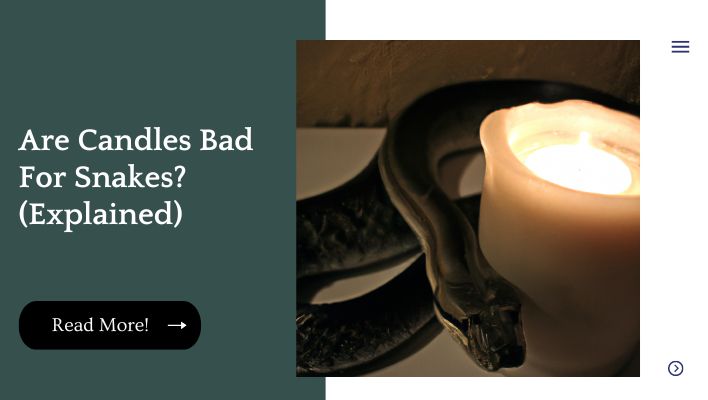 Are Candles Bad For Snakes? (Explained)