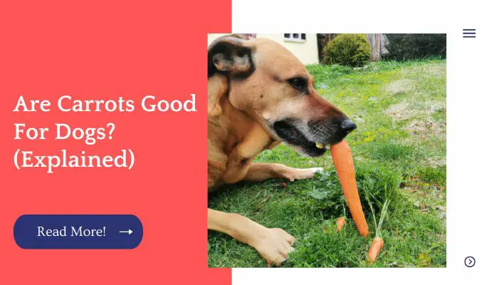 Are Carrots Good For Dogs? (Explained)