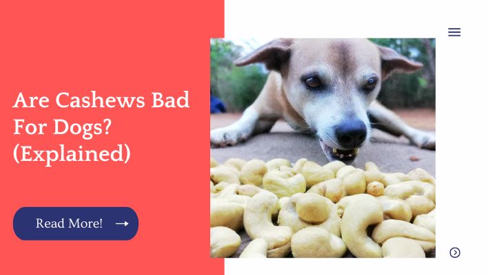 Are Cashews Bad For Dogs? (Explained)