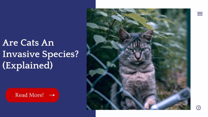 Are Cats An Invasive Species? (Explained)